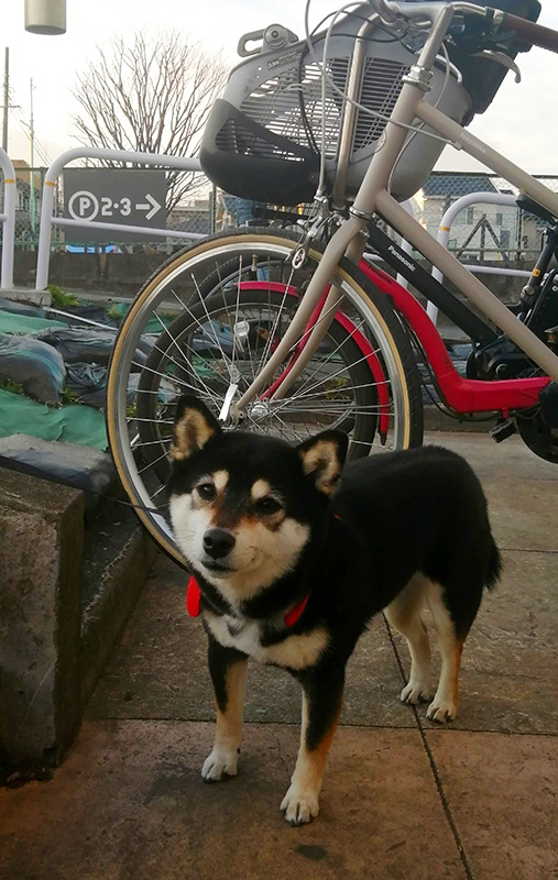 待ちぼう犬